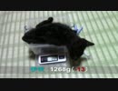 【生後77日】きょうの仔猫C【蒼民家の猫々】