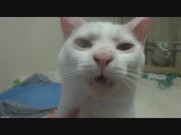 保護猫の甘えっぷりを一人称視点で撮ってみた