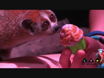 ソフトクリームをねっとりしゃぶる淫夢くん