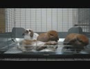 うさぎの赤ちゃん　衝撃映像！！
