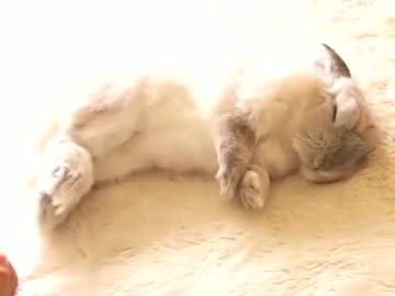 うさぎが勢い余って一回転