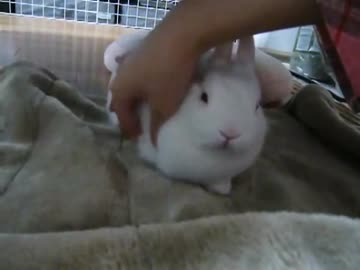 うさぎは撫でられるのが好き