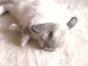 いきなり寝るうさぎ
