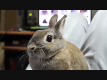 うさぎと遊んでみた。