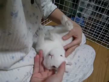 子うさぎ膝の上で裏返し