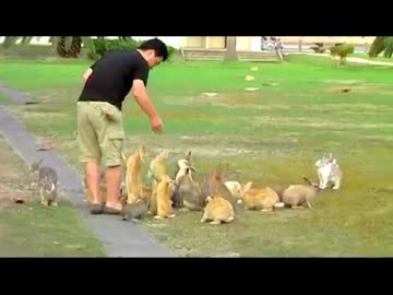 大久野島のうさぎ達