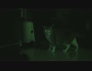 【モアクリ】 猫ライト点灯