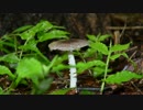 【きのこ探し】2014年6月下旬～7月上旬