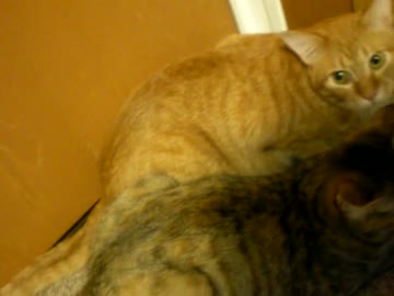 拾いねこ＠生後732/699日　祝！アコ2歳誕生日！誕生プレゼントあげよう。