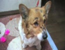りあるヴァーチェ犬Ⅱ「はな」　（ミラー）