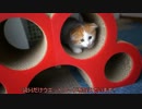 【#245】 子猫の食事　【猫万歳】