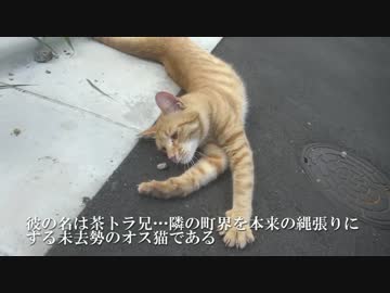 【ω】人懐こいオス茶トラ猫と散歩をしてみた