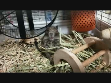 おっさん顔で牧草を立ち食いするデグー