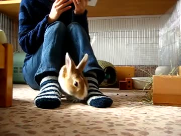 うさぎホイホイ