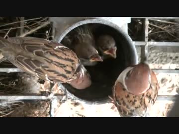 スズメの子（2014/7、今年３回目）