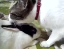 ねこがいいの。うさぎがいいの。
