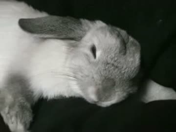脚の間にきて、ゴロンするうさぎ 