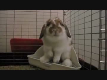 吠えるうさぎ
