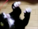 猫屋敷～その233　飛びネズミさん大人気