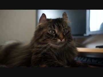 【#246】 今日もまったり　【猫万歳】