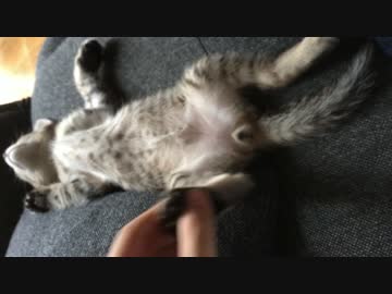 大の字で寝る子猫が可愛すぎる