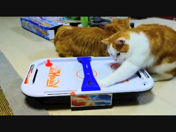 【マンチカンズ】猫がエアホッケーに興奮!?