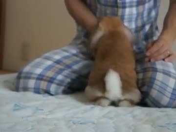 朝からベタベタなうさぎと夫