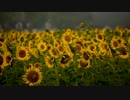 【打ち込み】 Summer