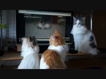 【#247】 猫みる猫動画　【猫万歳】