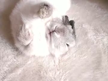 ひっくり返されても動かないうさぎ
