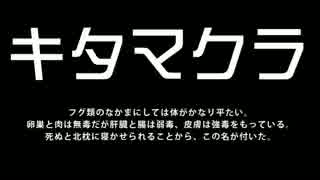 【体験旅】GSR250のために、海釣りに挑戦！【バイク車載動画】