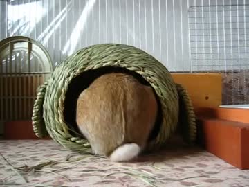 うさぎの仕事