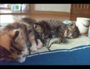 子猫が寝てるだけ