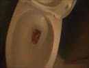 人参をトイレに流してみた