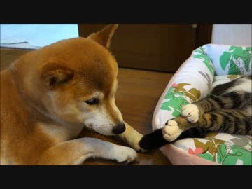 柴犬いちごと猫ミルキー　暑い日の寝姿