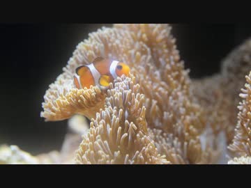 【マリンアクアリウム】海水水槽をはじめてみた　part11