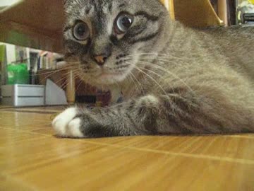 ジャンくん、夏だねぇ　夫婦の会話