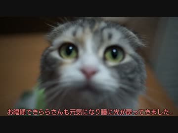 【#248】 ゆっくり慣れる　【猫万歳】