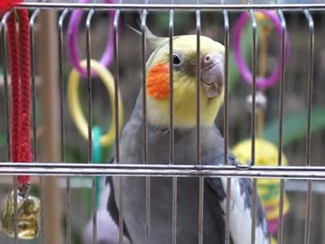 オカメインコのときどきマクドナルド