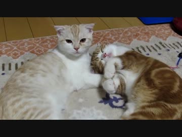 子猫大きくなりました