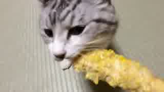 猫がトウモロコシ（芯）をかじるだけ