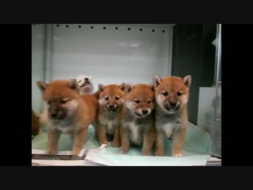 柴犬の赤ちゃんたち