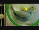 インコとまわし車（チュン太初代）