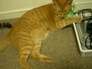 拾いねこ＠生後735/702日　アコさんはスーファミに寄り添う毎日