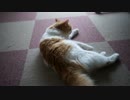 【#249】 ぐっもーにゃん！　【猫万歳】