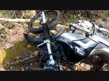 【黒鹿と林道】今年、上半期のフルバンク回数の集計