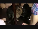 こんしゅうのおやつ【蒼民家の猫々】