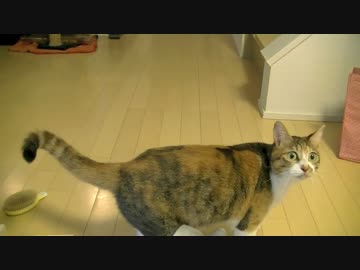 みゅうの忙しい朝