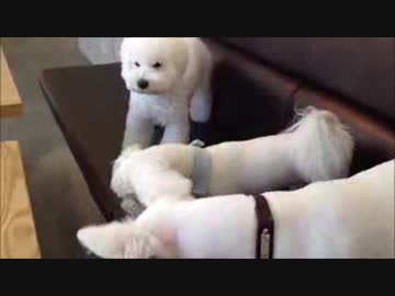 犬の喧嘩を仲裁する犬