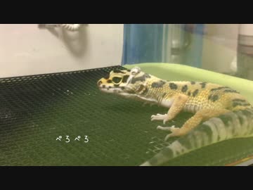 【ぬぎぬぎ動画】ヒョウモントカゲモドキの脱皮